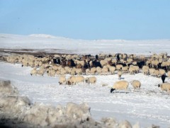 Баян-Өлгий, Увс, Ховд, Говь-Алтай, Баянхонгор аймгууд зудын их эрсдэлтэй байна