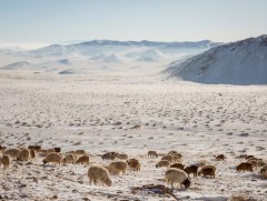 Дорноговь аймагт өвөлжилт хүндрээгүй хэвийн байна