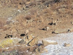 Богд уулын амьтдад 250 кг хужир, шүү тавьж өгчээ