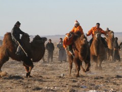 Тэмээн поло тэмцээнийг хоёрдугаар сарын 1-3-ны өдөр зохион байгуулна