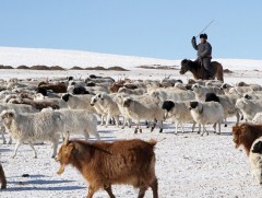 Мянгат малчдын тоо өнгөрсөн жилээс 2,6 мянгаар буурсан байна 