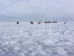 Дөрвөн аймгийн 10 суманд цагаан зудтай байна