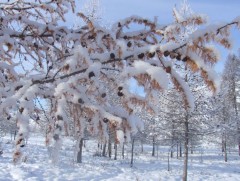 ЦАГ АГААР: Улаанбаатарт шөнөдөө 26 хэм хүйтэн байна