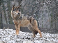 Ахуйн зориулалтаар чоно агнах ажлыг зохион байгуулна