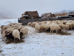 Малыг угтуулан тэжээх нь өндөр ач холбогдолтой