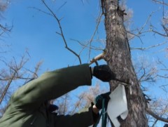 Иргэд овооны ойр орчимд хог хаяж, байгаль орчныг доройтуулах тохиолдол буурахгүй байна 