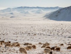 Улсын хэмжээнд 10 аймгийн 30 сум цагаан зудтай байна