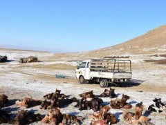 Мал хулгайлах гэмт хэрэгт ногдуулах ялын бодлогыг чангаруулснаар гэмт хэрэг буурч байна 