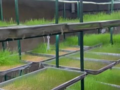 Малчид ногоон тэжээл тарих нь нэмэгджээ