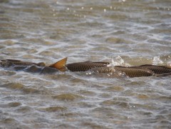 Монгол оронд 79 зүйлийн загас бий