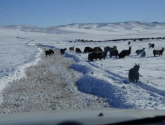 Арван аймгийн 30 сум цагаан зудын байдалтай байна 