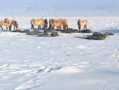 Зэрлэг амьтдын идэш, тэжээлд зориулан өвс, тэжээл тавьжээ   