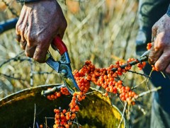 Элсний нүүдлээс хөрсөө хамгаалахаар говийн малчид мод тарьж байна