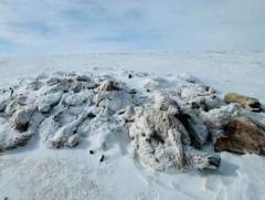 Оны эхнээс 7500 орчим толгой мал хорогджээ