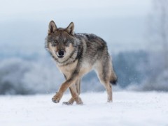 Чоно агнах чиглэл өгчээ 