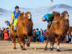 Тэмээчдийн баяр, улсын зөвлөгөөн Сайншандад болно