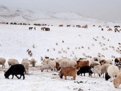 Улсын хэмжээнд долоон аймгийн 26 сум цагаан зудтай байна