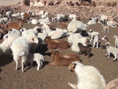 Ховд аймгийн хэмжээнд 1.4 сая эх мал төллөнө