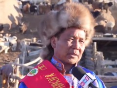 Н.Цэвээнжав: Хангай нутагт махан тарга, говь газар өөхөн тарга сайн авхуулдаг