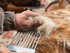 Дотоодын үйлдвэрүүд ноолуурыг 130-160 мянган төгрөгөөр худалдан авч байна