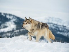 Саарал чоно байгаль дээрх экосистемийн зохистой харьцааг тэнцвэржүүлэхэд чухал үүрэг гүйцэтгэдэг