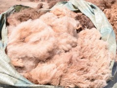 Орон нутагт ноолуур авах хүн олдохгүй байгааг малчид хэлж байна