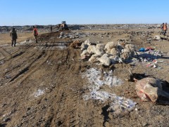 Малын сэг, зэмийг стандартын дагуу булахгүй бол байгальд сөрөг нөлөөтэй
