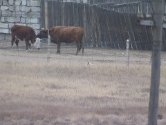 Нийслэлийн ойр орчимд 3000 гаруй өрхийн 400 мянга гаруй мал байна