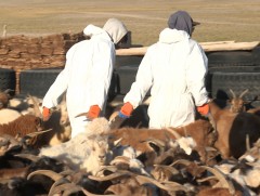 Ямааг нь устгалд оруулсан малчдад олгох нөхөн төлбөрийг шийдвэрлэлээ 