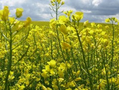 Улсын хэмжээнд жилд 130 мянга гаруй га талбайд рапс тариалдаг