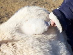 Ноолуурын нийлүүлэлт эрс нэмэгдэж байгаа ч худалдан авалт муу байна 