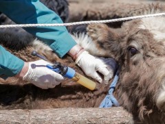 Улсын хэмжээнд малын гоц халдварт өвчнөөс урьдчилан сэргийлэх вакциныг хийгээд дуусаж байна