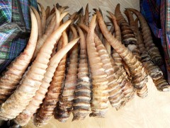 Бөхөнгийн 929 ширхэг эврийг БНХАУ руу худалдан борлуулах гэж байжээ