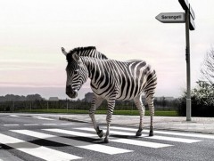 Зебра гарцын тухай...