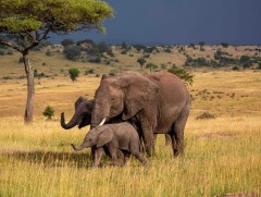 Заан тайван, өхөөрдөм, найрсаг харагддаг ч...