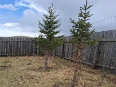 Хашаанд тарьсан мод хатаад байвал яах вэ 