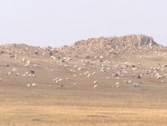 Дундговь аймагт бэлчээрийн даац 3-5 дахин хэтэрсэн байна