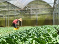 Нийт таван га талбайд 