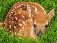 Байгаль хамгаалах монгол уламжлал 