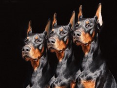 Добермэн нь  ухаалаг, сэрэмжтэй, үнэнч...