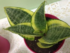 Авиргана цэцэг хорт бодисыг өөртөө шингээдэг...