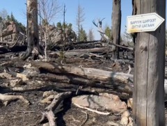 Ойн шатсан талбайд дахин мод ургуулахад 10-20 жил шаардлагатай