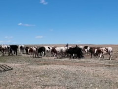 Үхрийг мухар болгосноор тарга, хүчээ алдахгүй том товир болж байна