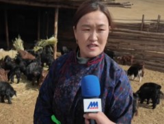 Л.Мөнхзул: Нутаг орныхоо онцлогт тохирсон малыг төрөлжүүлж өсгөх нь үр дүнтэй 