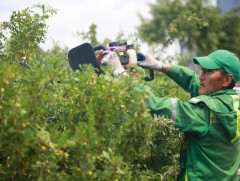Нийслэлийн ногоон байгууламжийг арчлахад 16 тэрбум төгрөг зарцуулна 