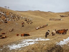 Ховд: Бэлчээрийн ургамлын дундаж өндөр 0-6 см байна
