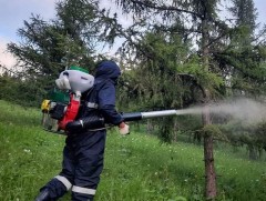 Ойн хөнөөлт шавжид идэгдсэн модыг цэвэрлэх зохицуулалт учир дутагдалтай байна