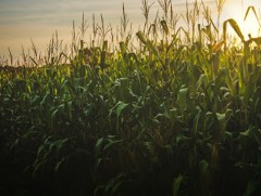 Малын ногоон тэжээл тариалалт 12 хувьтай байна