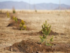 Мод бүртгүүлэх үйлчилгээг E-Mongolia системд шинээр орууллаа