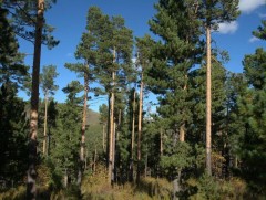 400 гаруй жил насалдаг Хуш мод Монголд идэр насандаа доройтож байна